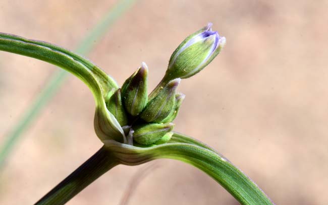 Tradescantia occidentalis, Prairie Spiderwort, Southwest Desert Flora